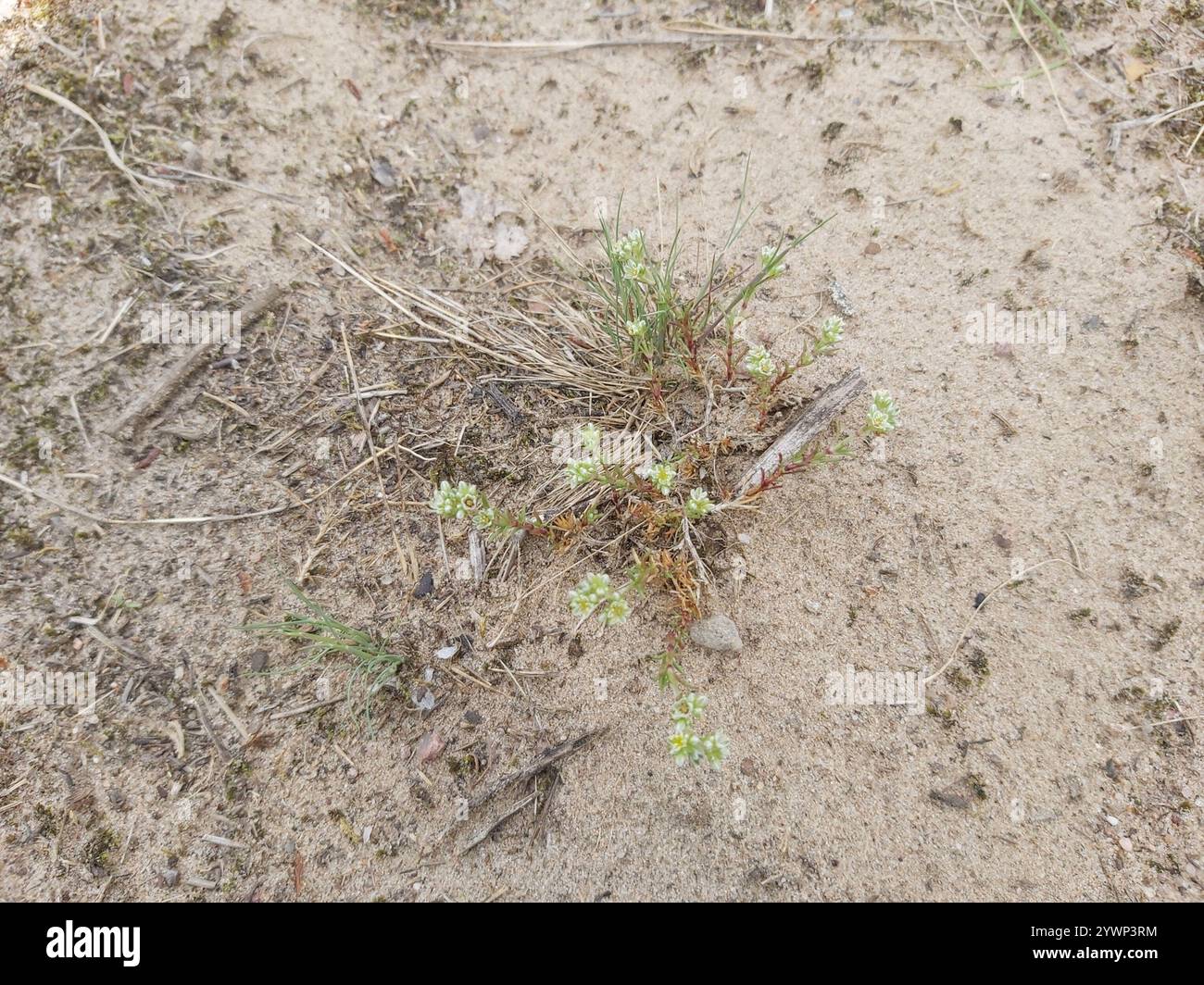 Mehrjährige Knawel (Scleranthus perennis) Stockfoto