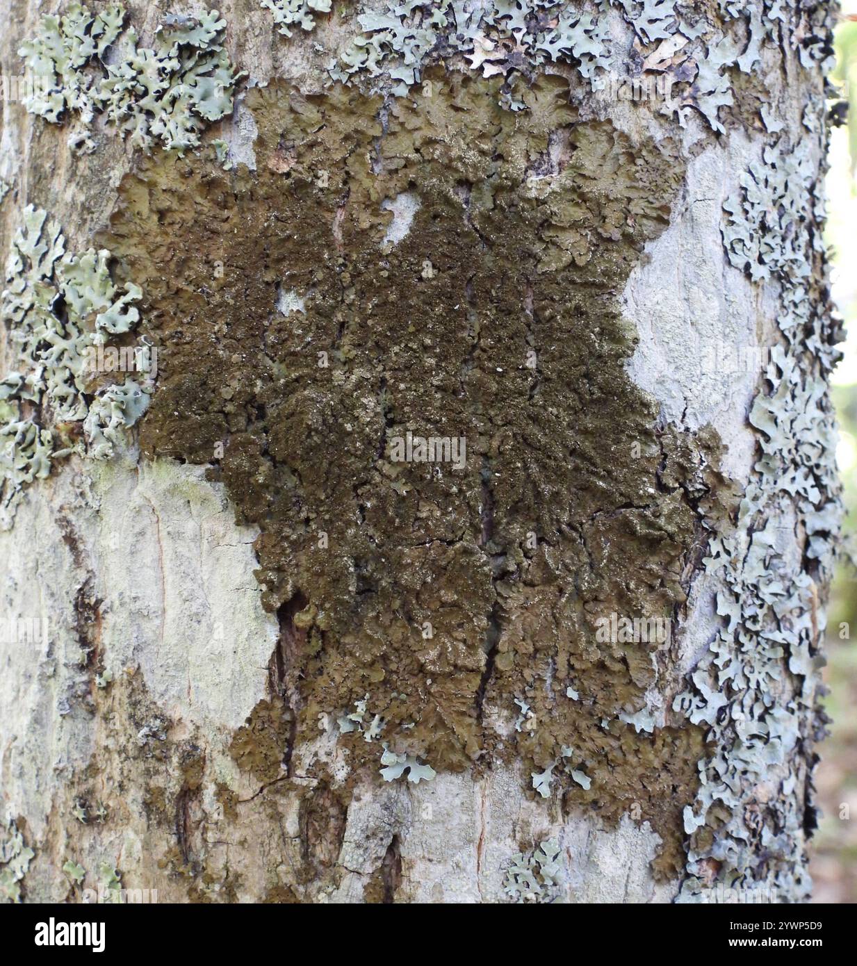 Polierte Tarnflechte (Melanelixia glabratula) Stockfoto