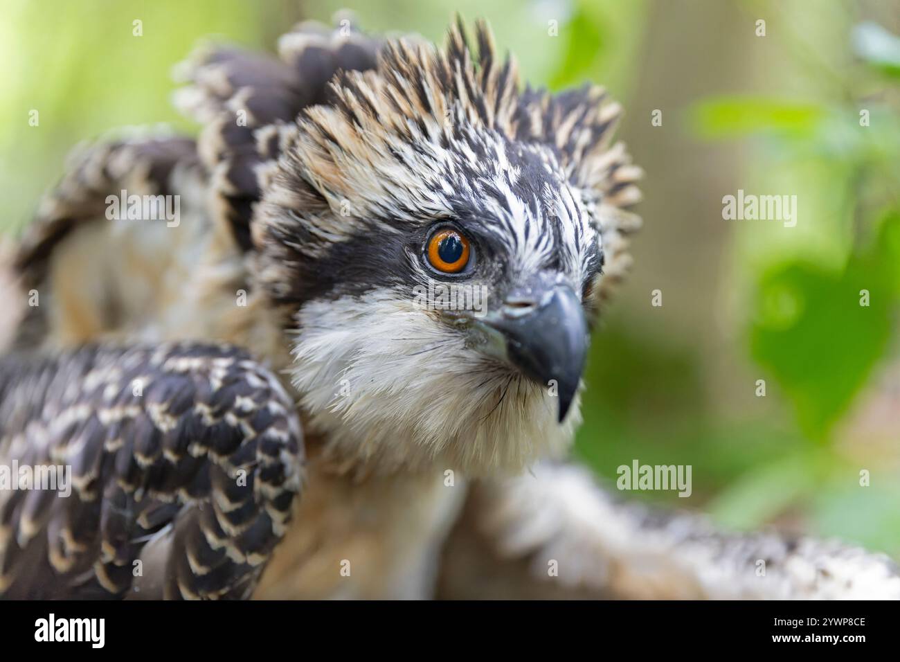 Nahaufnahme eines juvenilen Fischadels (Pandion haliaetus) zur Forschung, die gebündelt wird. Stockfoto