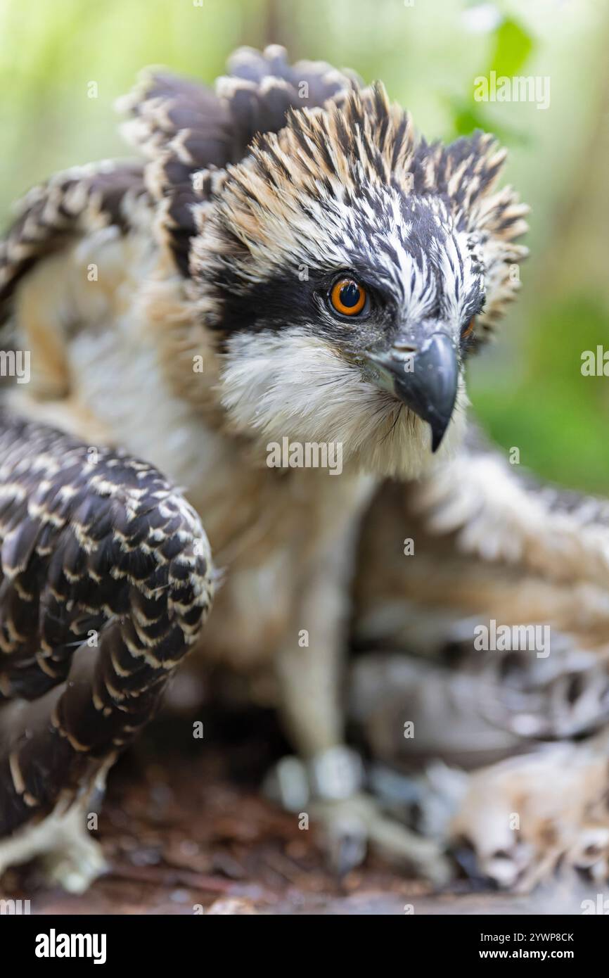 Nahaufnahme eines juvenilen Fischadels (Pandion haliaetus) zur Forschung, die gebündelt wird. Stockfoto