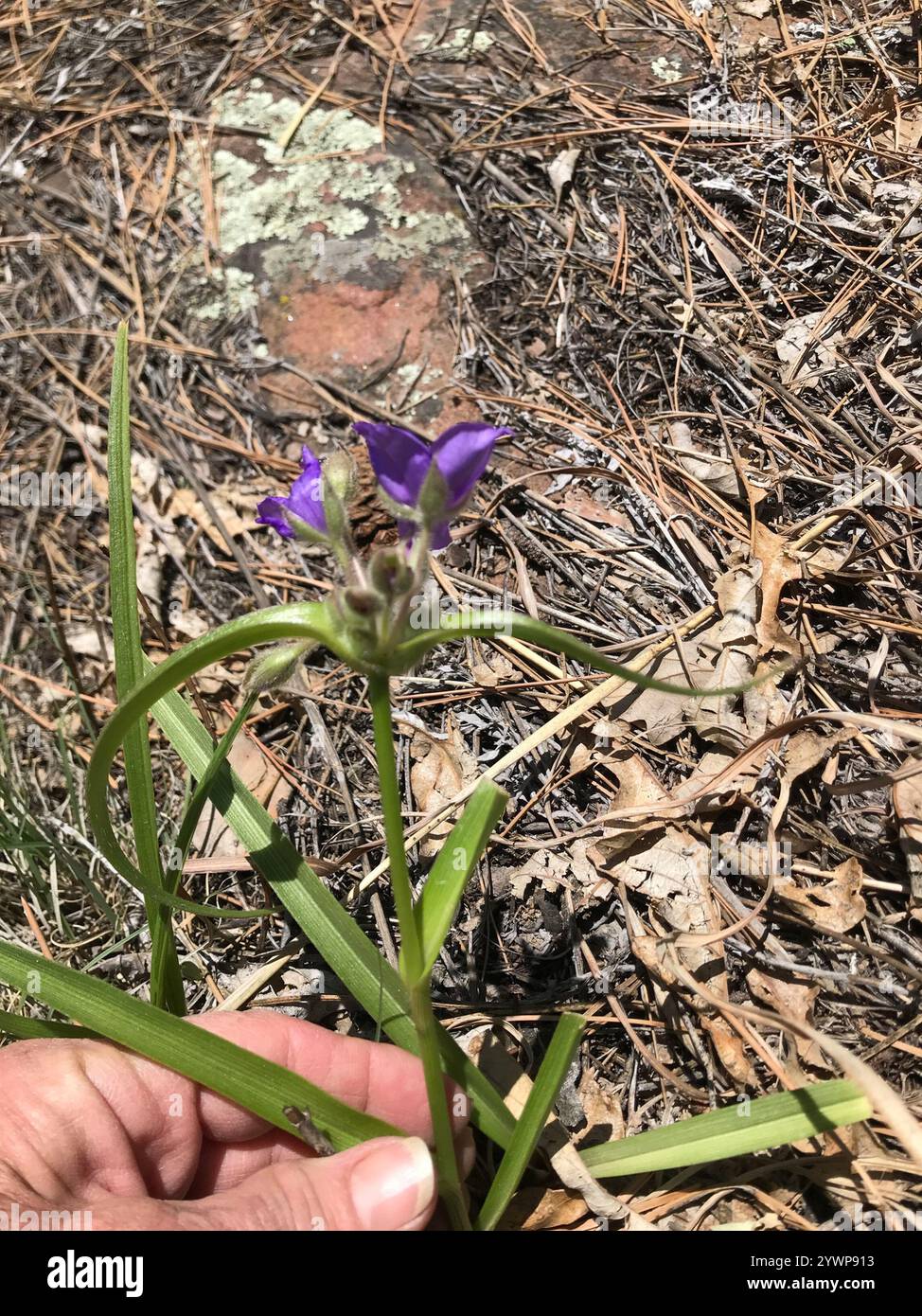 Westernspinnenkraut (Tradescantia occidentalis) Stockfoto