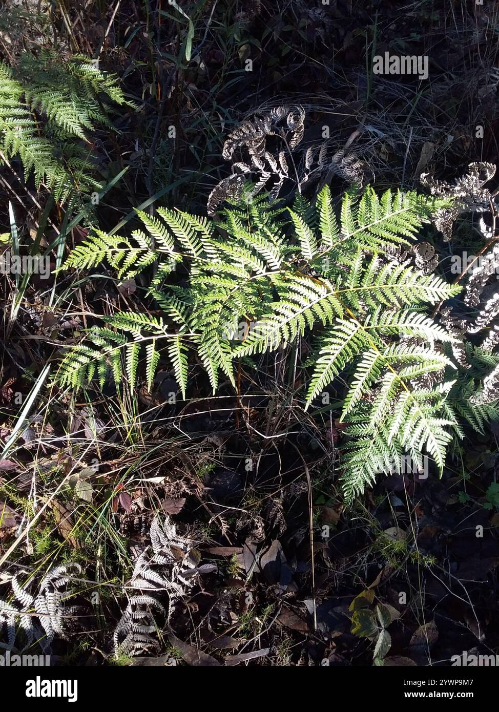 Austral Bracken (Pteridium esculentum) Stockfoto