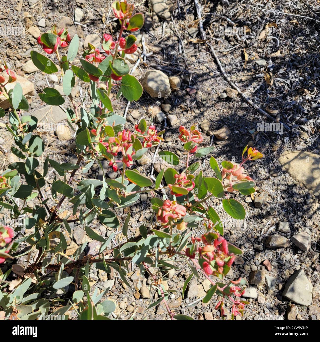 Big Berry Manzanita (Arctostaphylos glauca) Stockfoto