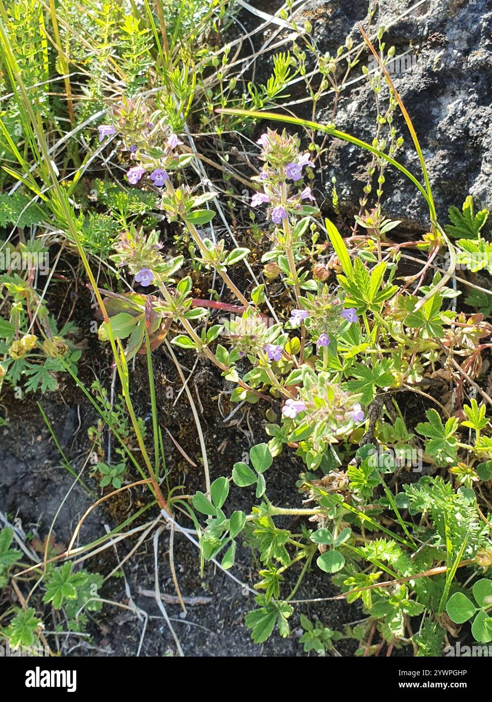 basilikum-Thymian (Clinopodium acinos) Stockfoto