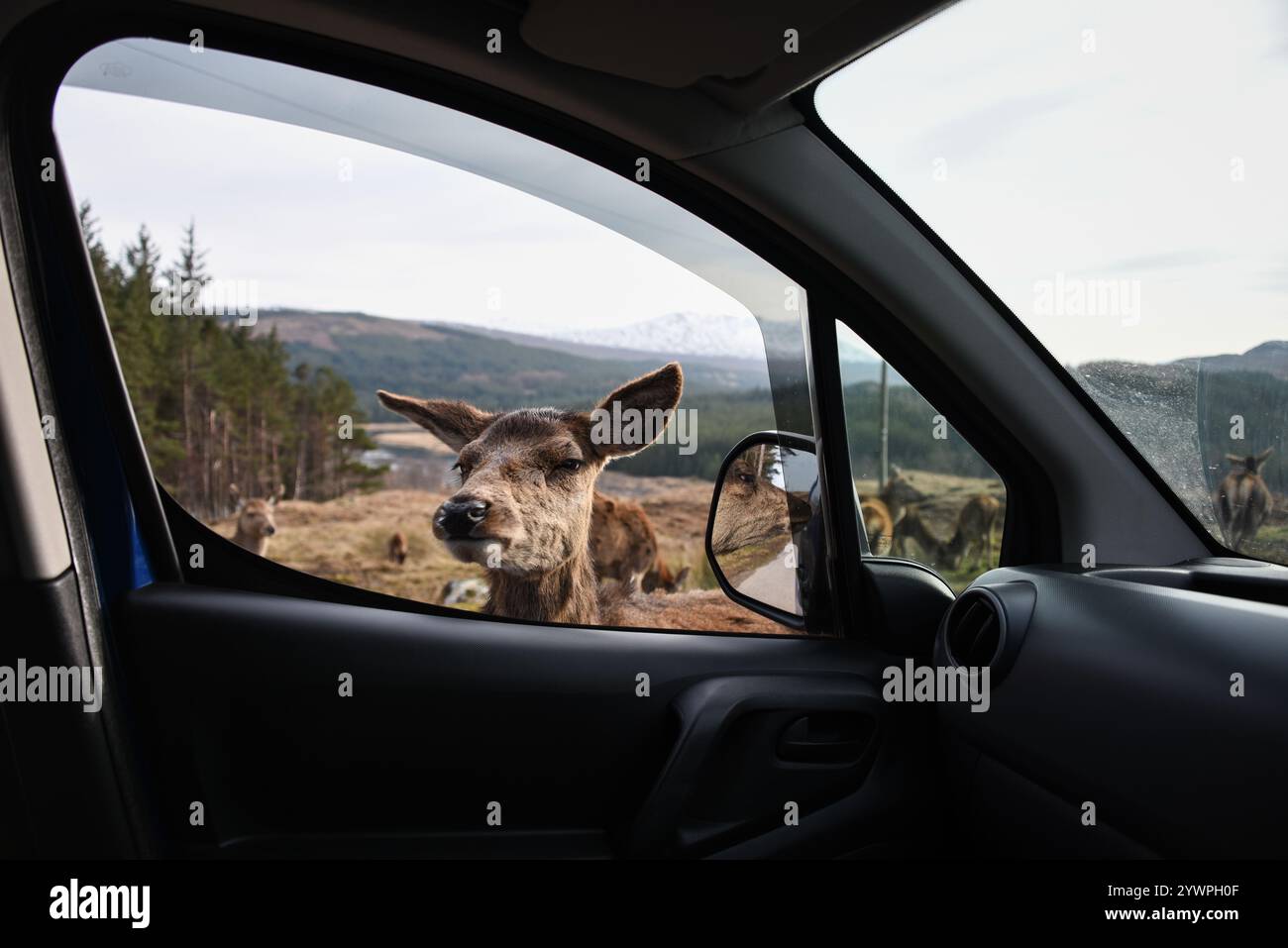 Ein Hirsch sagt Hallo, Scottish Highlands Stockfoto