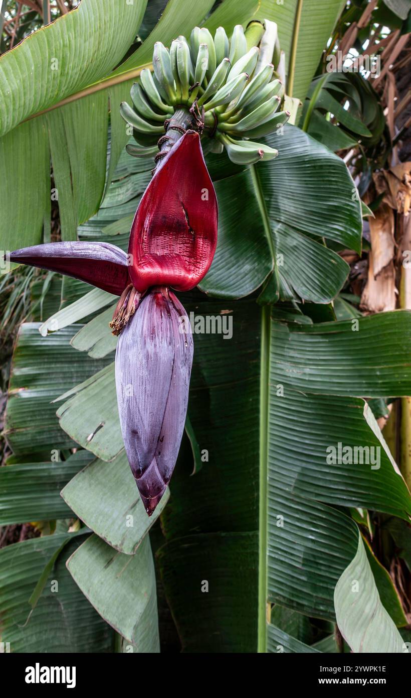Tiefrote und violette Bananenblüte entfaltet sich mit üppigen grünen Blättern Stockfoto