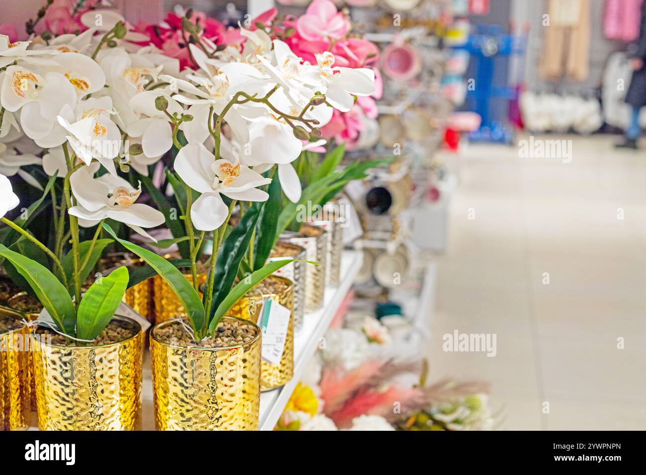 Rosafarbene und weiße Orchideenblüten in dekorativen Töpfen Stockfoto