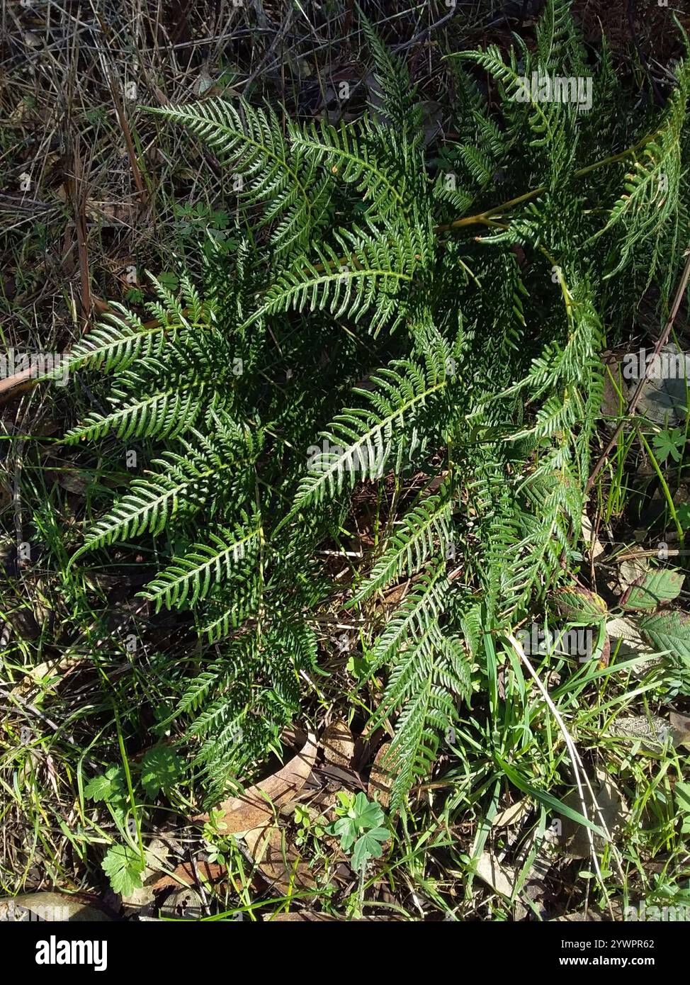 Austral Bracken (Pteridium esculentum) Stockfoto