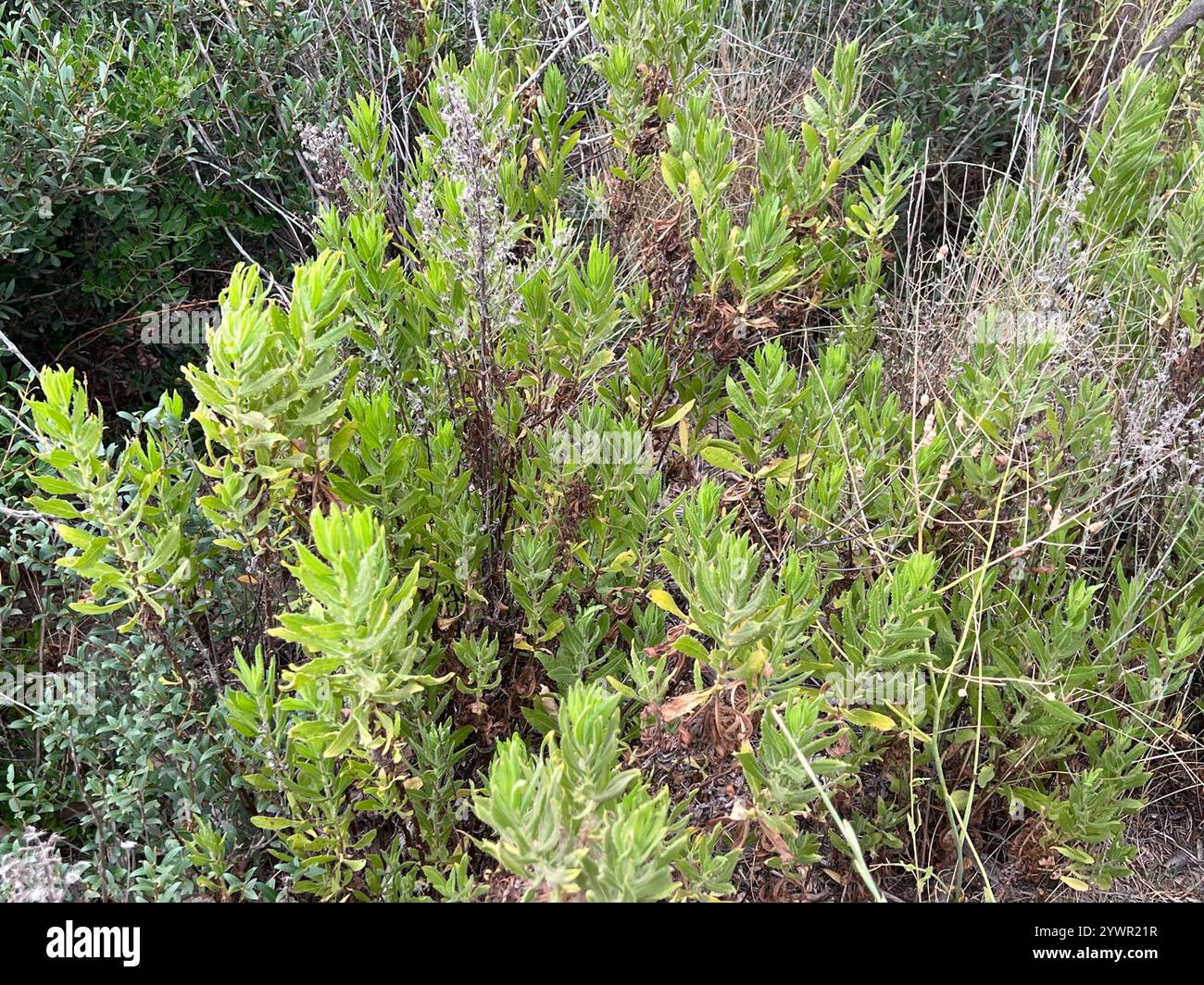 Falsche yellowhead (Dittrichia viscosa) Stockfoto