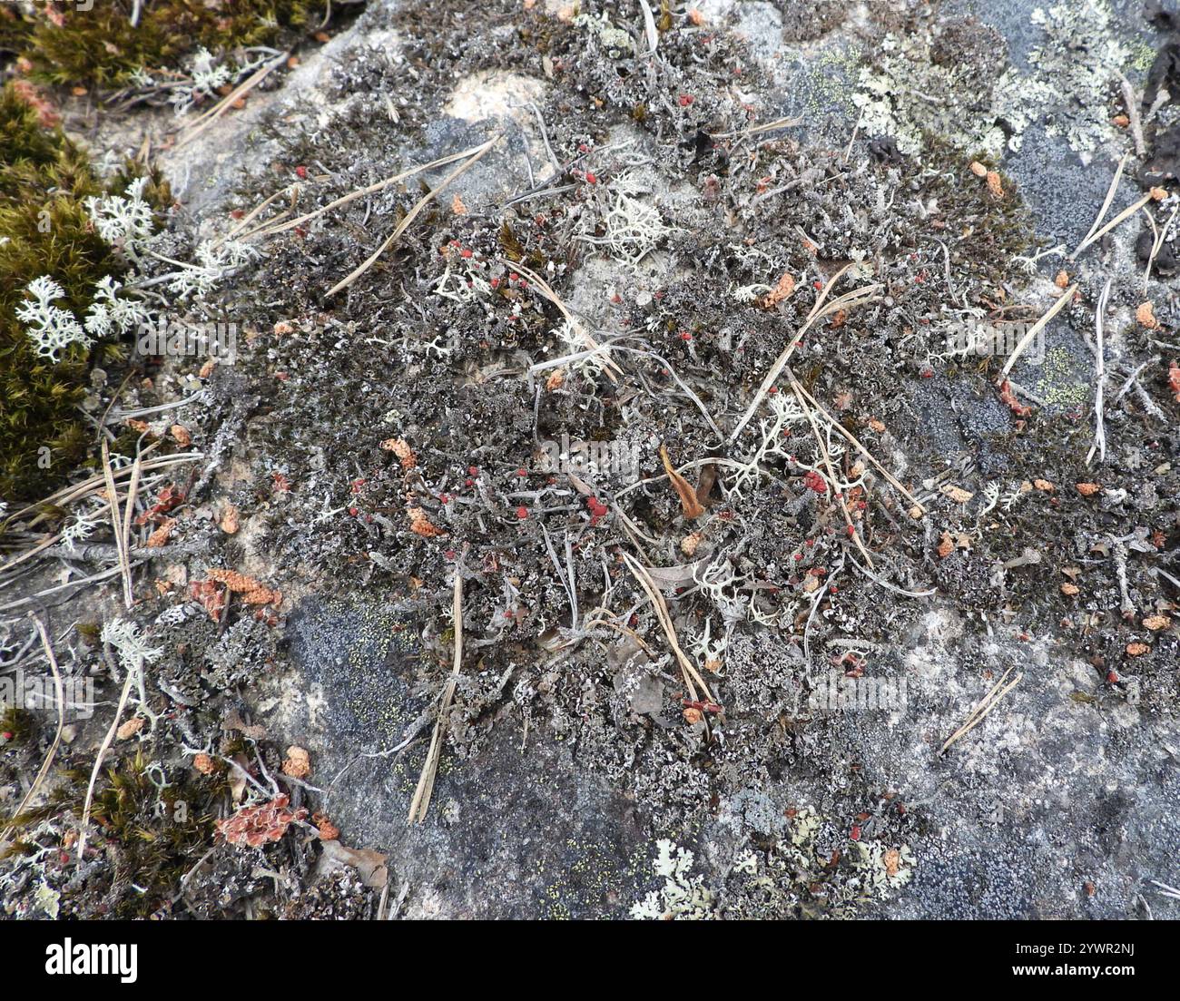 Britische Soldaten Flechten (Cladonia floerkeana) Stockfoto