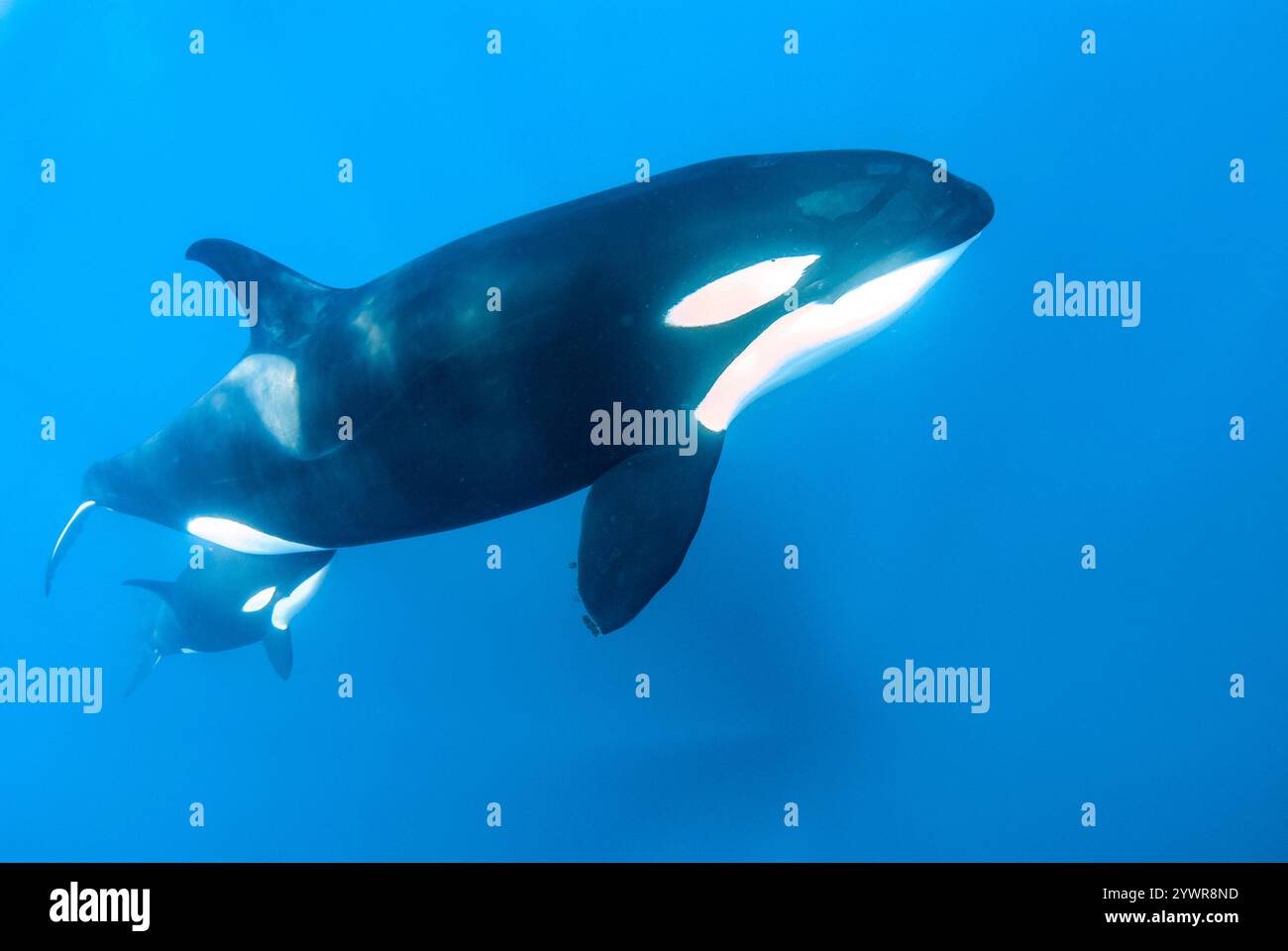 Killerwal, Orcinus Orca, Mutter und Kalb, Baja California, Mexiko, Golf von Kalifornien, Meer von Cortez, Pazifik Stockfoto