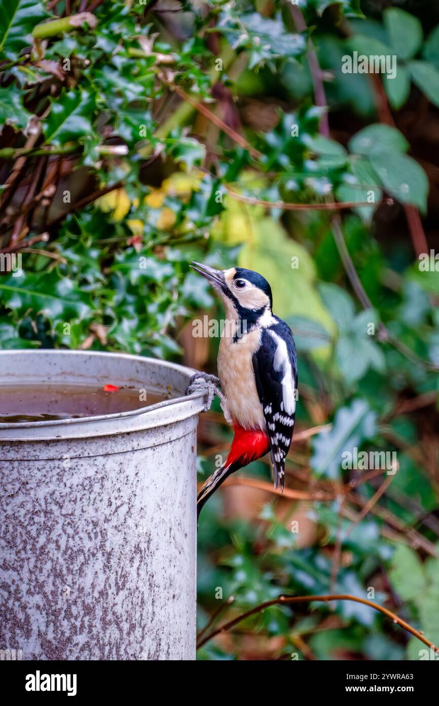 Ein großer Fleckenspecht (Dendrocopos Major) trinkt am Rand eines mit Wasser gefüllten Eimers in einem Garten in Surrey, Südosten Englands Stockfoto