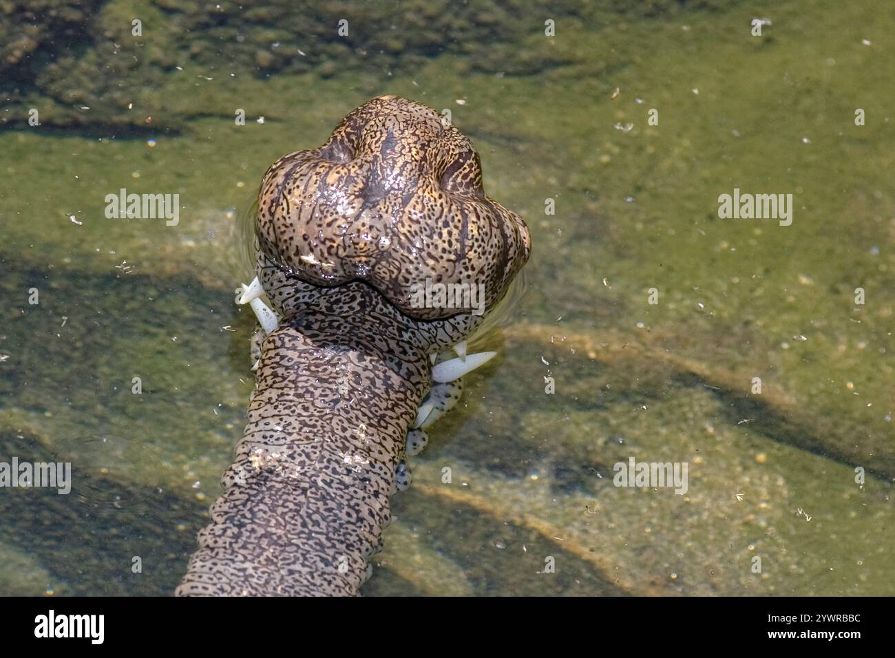 Stark gefährdete indische Gavial oder die indische Gavial Gavialis gangeticus, (c), beachten Sie die Ggharas (Klumpen auf Schnauze) und ihre Zähne, die alle sam sind Stockfoto