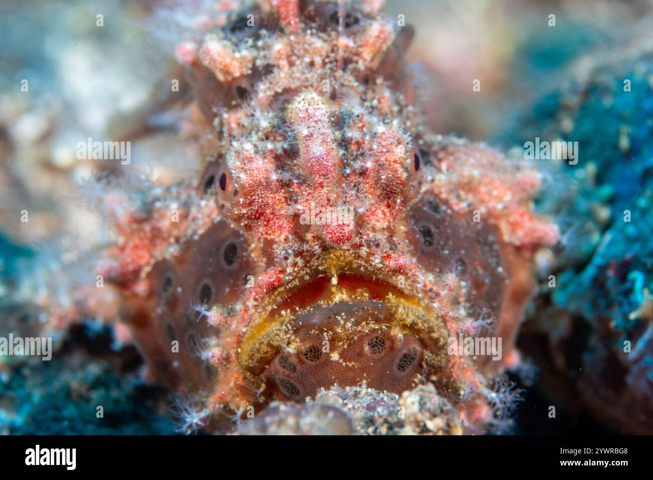 Gefleckter Anglerfisch (Antennarius) auf einem tropischen Korallenriff in Asien Stockfoto