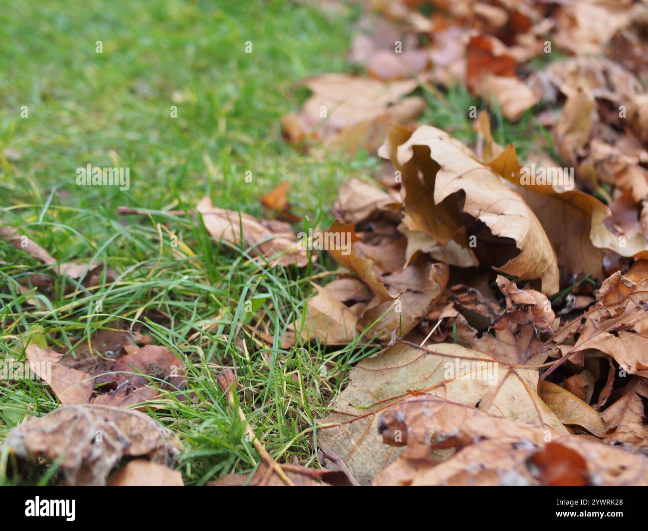 Nahaufnahme trockener Blätter auf Gras in Bonn Stockfoto
