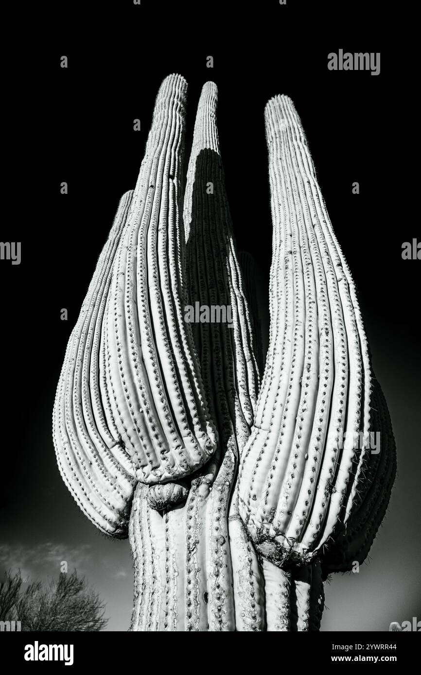 Der große Saguaro Pops gegen Einen dunklen Himmel im Saguaro-Nationalpark mit hohem Kontrasteffekt Stockfoto