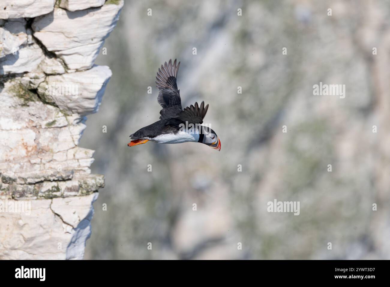 Atlantic Puffin [ Fratercula arctica ] auf dem Flug von der Klippe von Bempton Cliffs, Großbritannien Stockfoto