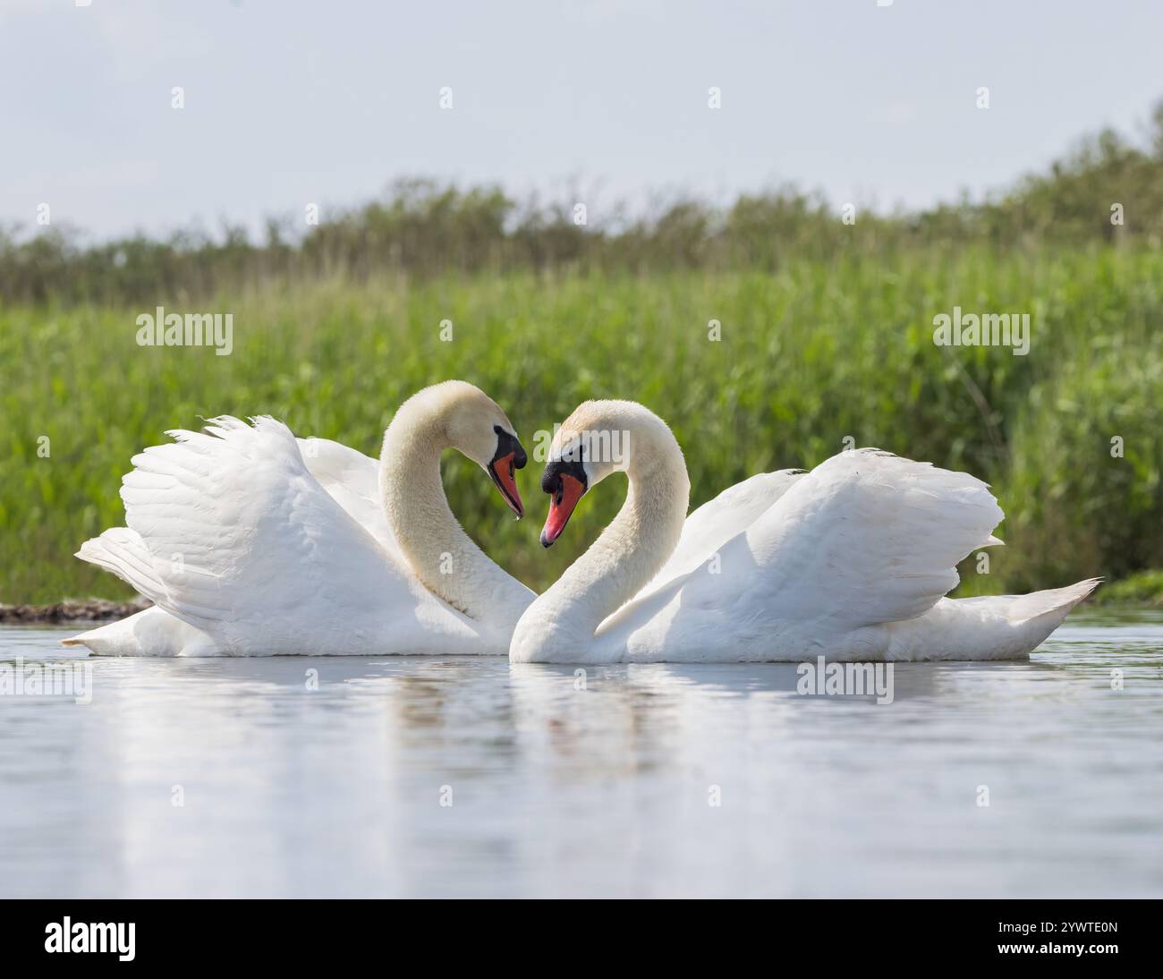 Stumme Schwäne [ Cygnus olor ] Vogelpaar, Abbotsbury Swannery, Dorset, Großbritannien Stockfoto