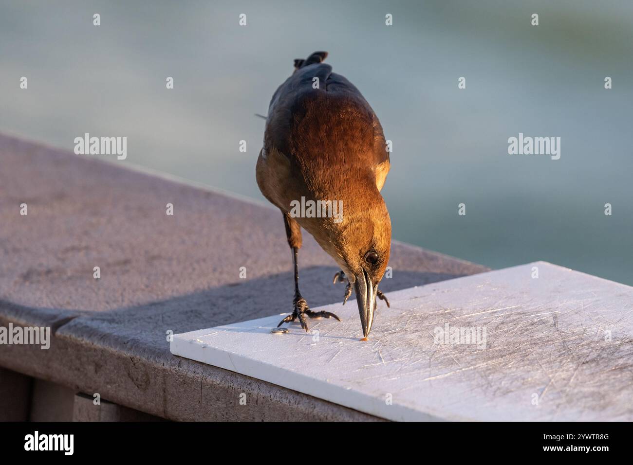 Nahaufnahme, Kamera mit Blick auf den Knorchel (Quiscalus Major) in Clearwater, Florida. Ozean im Hintergrund. Stockfoto