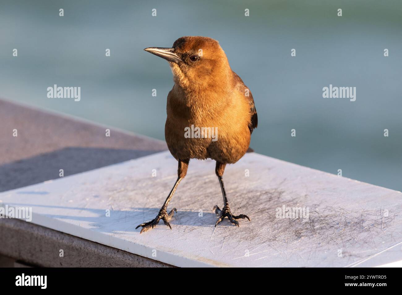 Nahaufnahme, Kamera mit Blick auf den Knorchel (Quiscalus Major) in Clearwater, Florida. Ozean im Hintergrund. Stockfoto