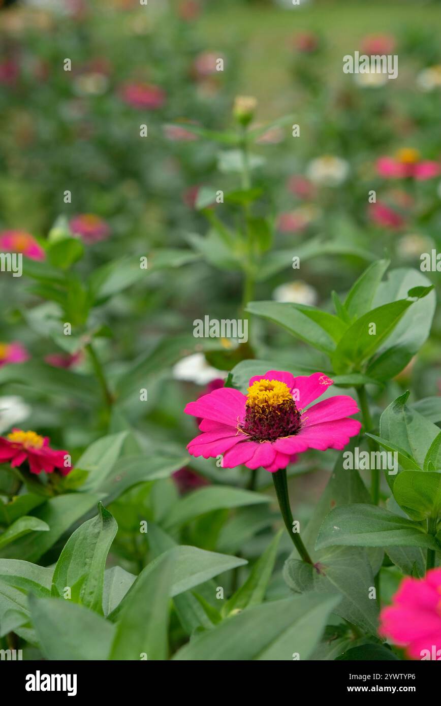 Der Teppich von zinnia elegans Blumen Stockfoto