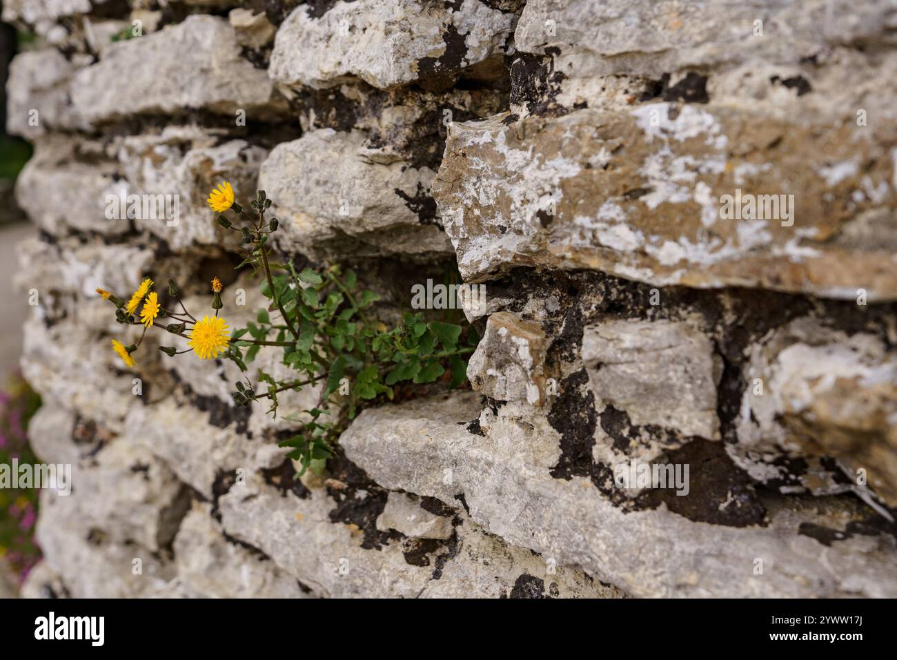 Eine kleine gelbe Blume, die an der Steinmauer eines alten Gebäudes wuchs. Stockfoto Eine kleine gelbe Blume, die an der Steinmauer eines alten Gebäudes wuchs. Stockfoto