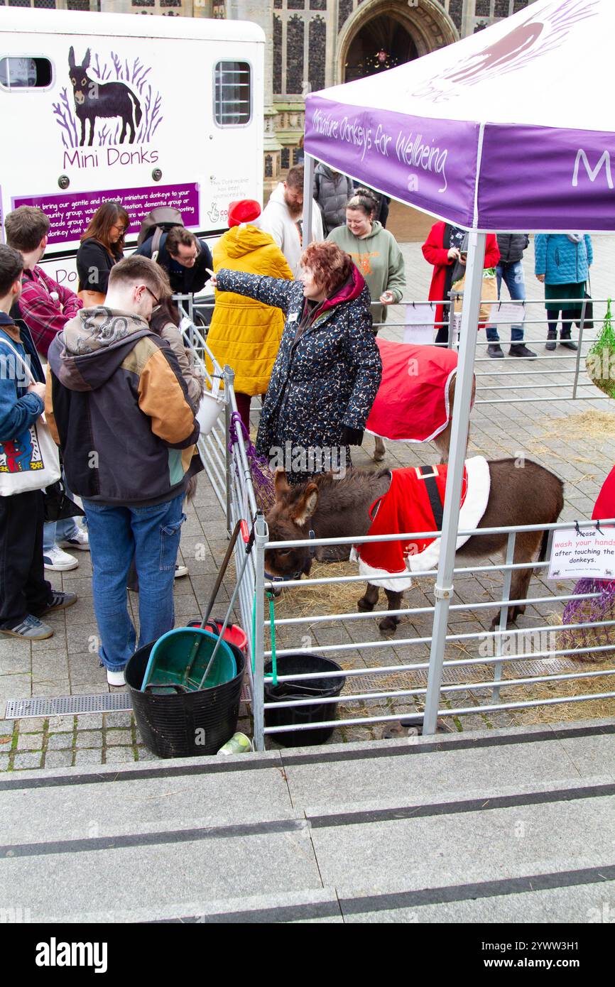 Mini-Therapie-Esel auf dem Norwich Christmas Market Stockfoto