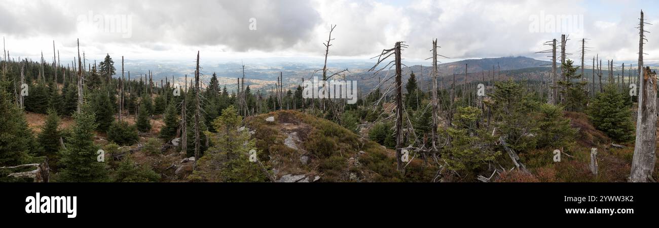 Hochlagen im Bayerischen Wald, Hochlagen im Bayerischen Wald Stockfoto