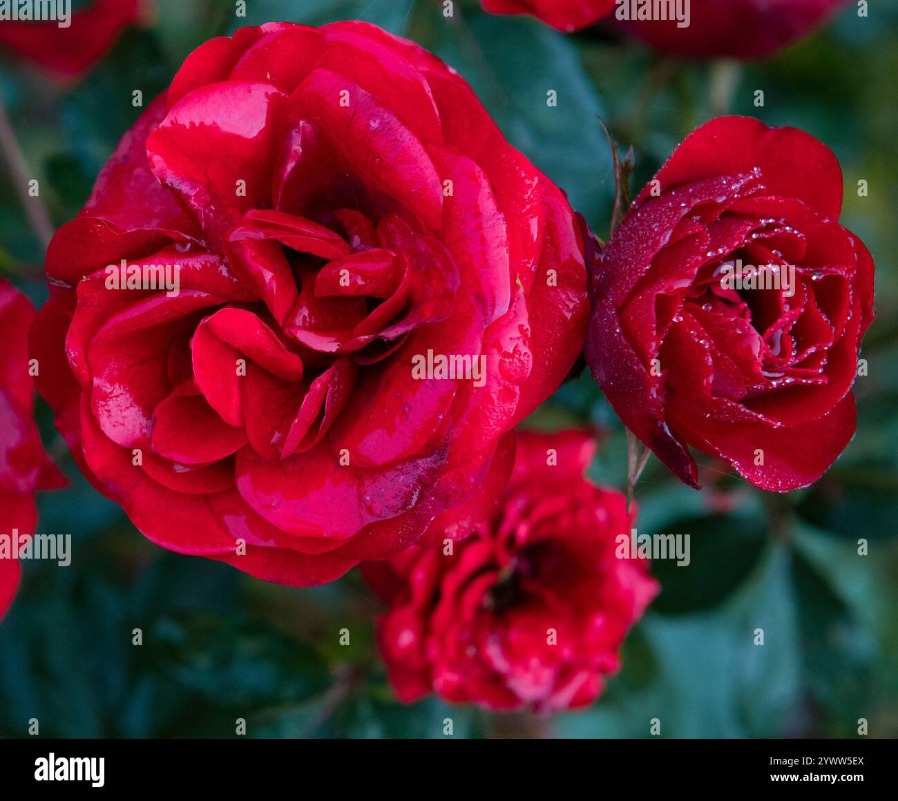 Rote Rosen close-up Stockfoto