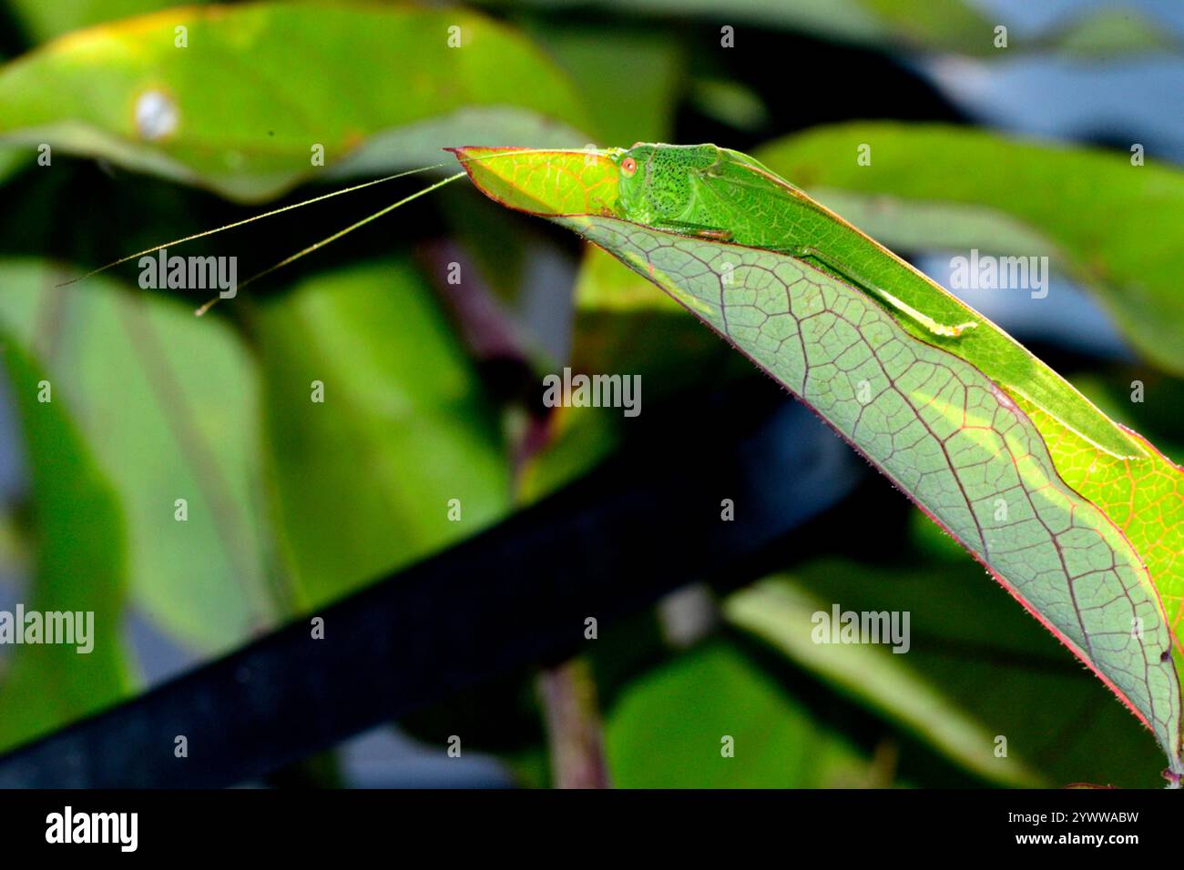 Grünes Heupferd, Tettigonia viridissima, Zürich, Schweiz, Europa Great Green Bush-Cricket, Tettigonia viridissima, Zürich, Schweiz, Europa Stockfoto