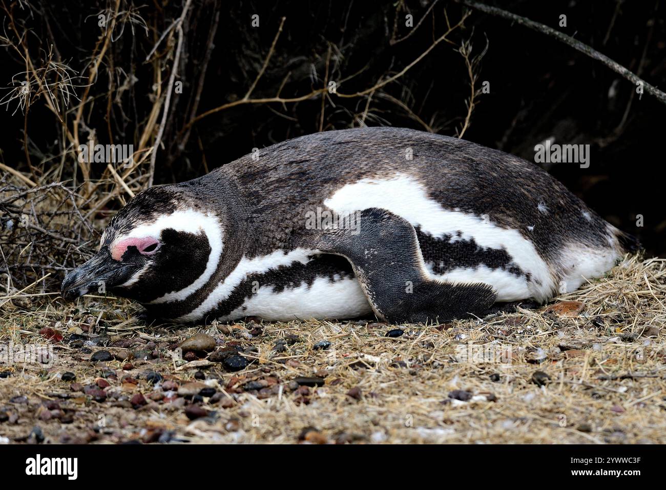 Magellanpinguin, Spheniscus magellanicus, ruhend, Punta Tomba, Puerto Madryn, Argentinien, Südamerika Magellanic Pinguin, Spheniscus magellanicus, res Stockfoto