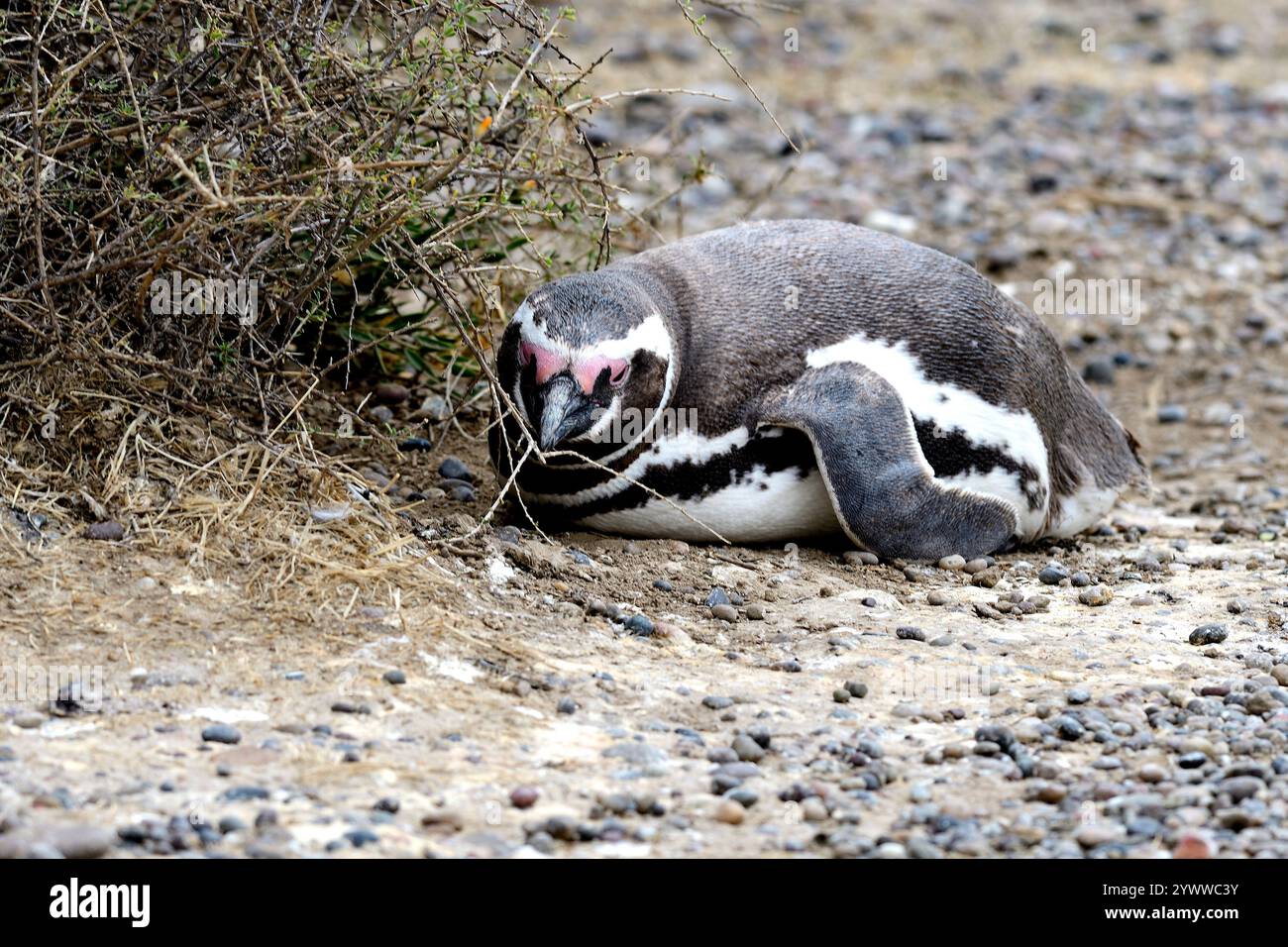 Magellanpinguin, Spheniscus magellanicus, ruhend, Punta Tombo, Puerto Madryn, Argentinien, Südamerika Magellanic Pinguin, Spheniscus magellanicus, Re Stockfoto