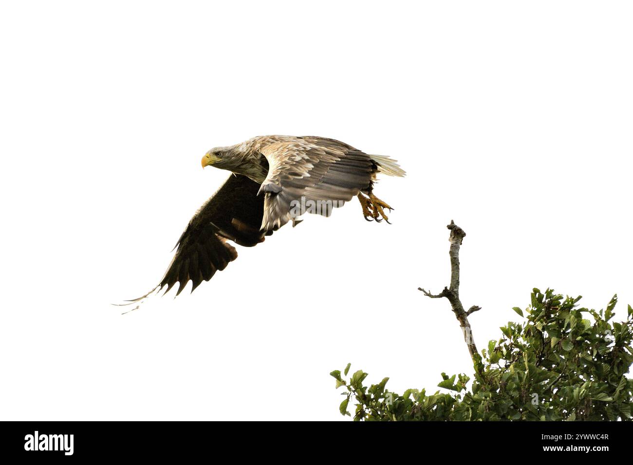 Seeadler, Haliaeetus albicilla, an der Peene, Mecklenburg-Vorpommern, Deutschland Seeadler, Haliaeetus albicilla, am Peene River, Meckle Stockfoto