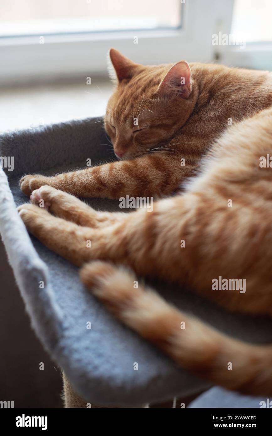 Eine Ginger Tabby Katze schläft auf einem weichen grauen Barsch am Fenster, und ihr Fell wird durch natürliches Licht beleuchtet. Eine herzerwärmende Szene für Themen wie Haustier Stockfoto