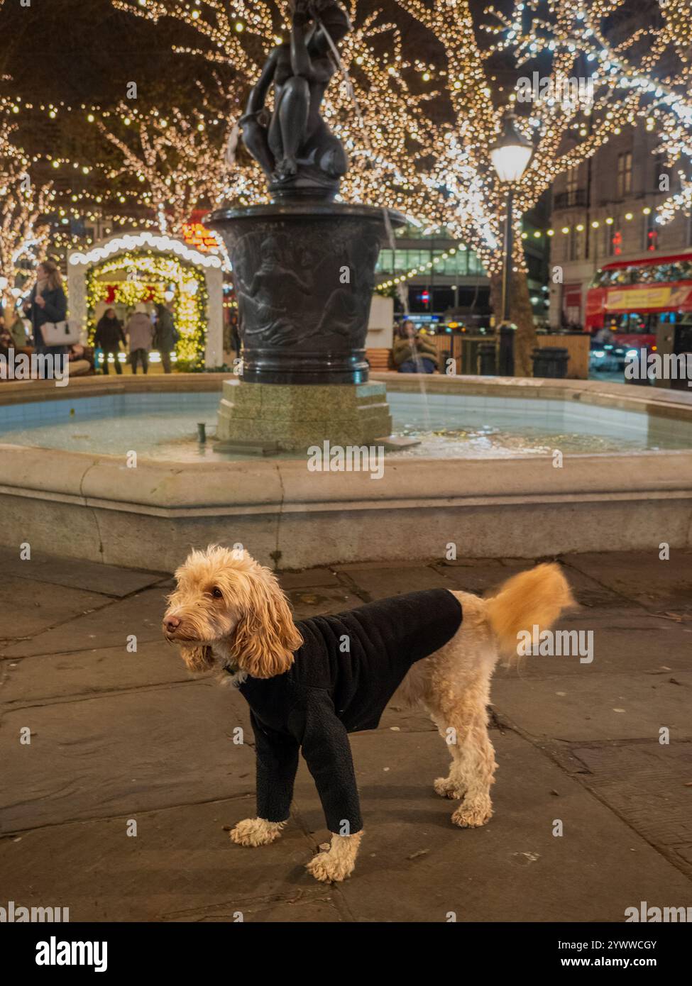 Der blonde Cockapoo, in schwarzem Fleece gekleidet, posiert nachts am Venus-Brunnen auf dem Sloane-Platz, umgeben von Bäumen, die mit Weihnachtslichtern beleuchtet sind Stockfoto