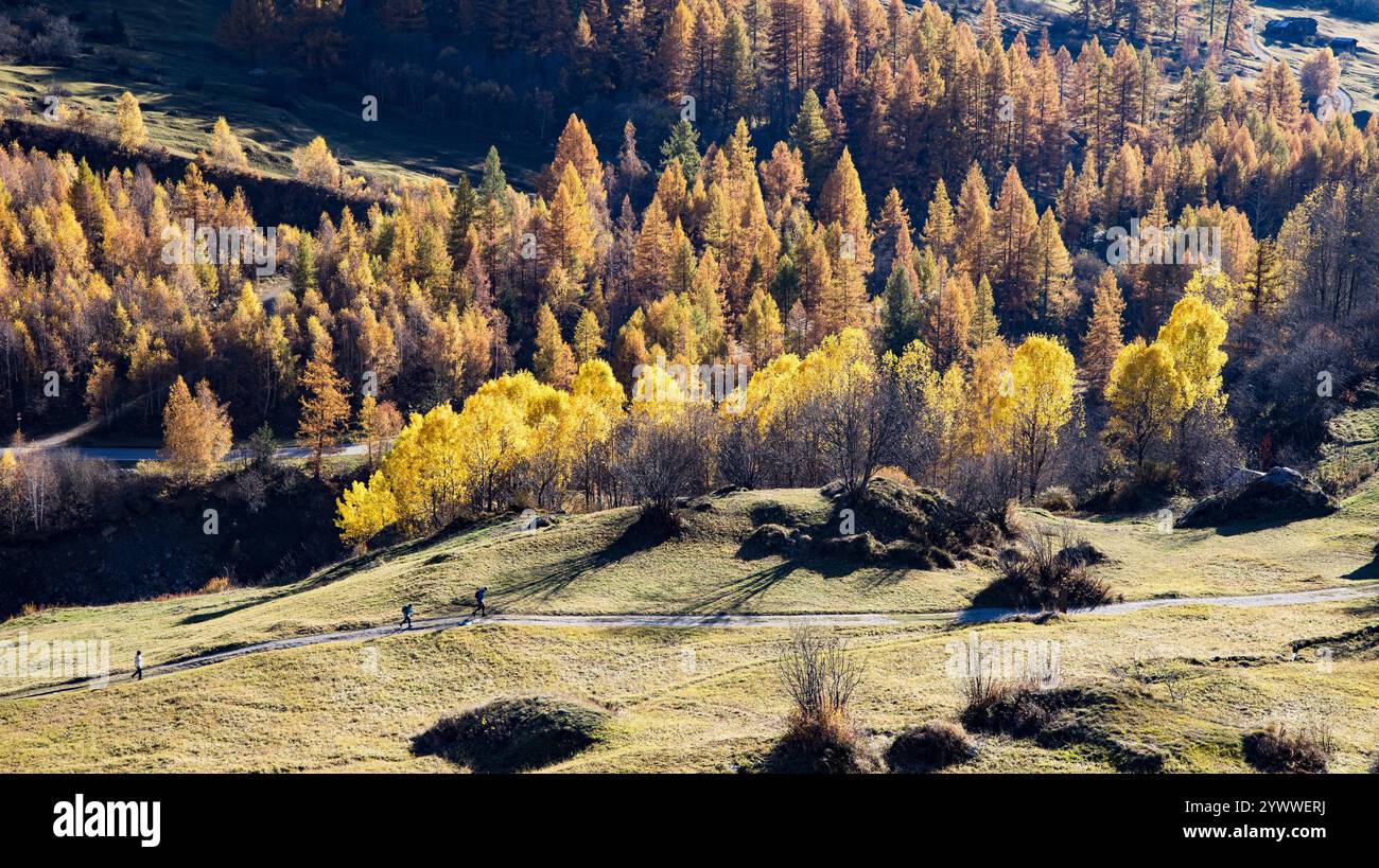 Wanderer vor Zitterpappel-Wäldchen im Lötschental im Kanton Wallis in der Gem. Blatten am 30.10.2024. / Wandern vor einem zitternden Pappelhain i Stockfoto