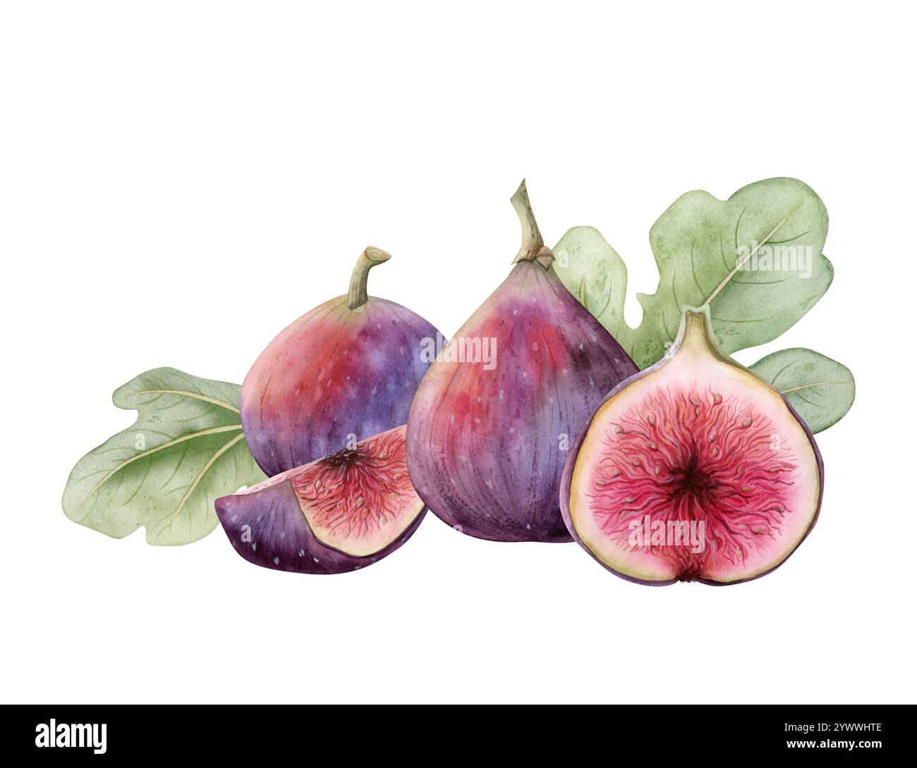 Saftige Figuren mit Blättern Aquarell isolierte Illustration. Köstliche lila Sommerfrüchte und Scheiben Stockfoto