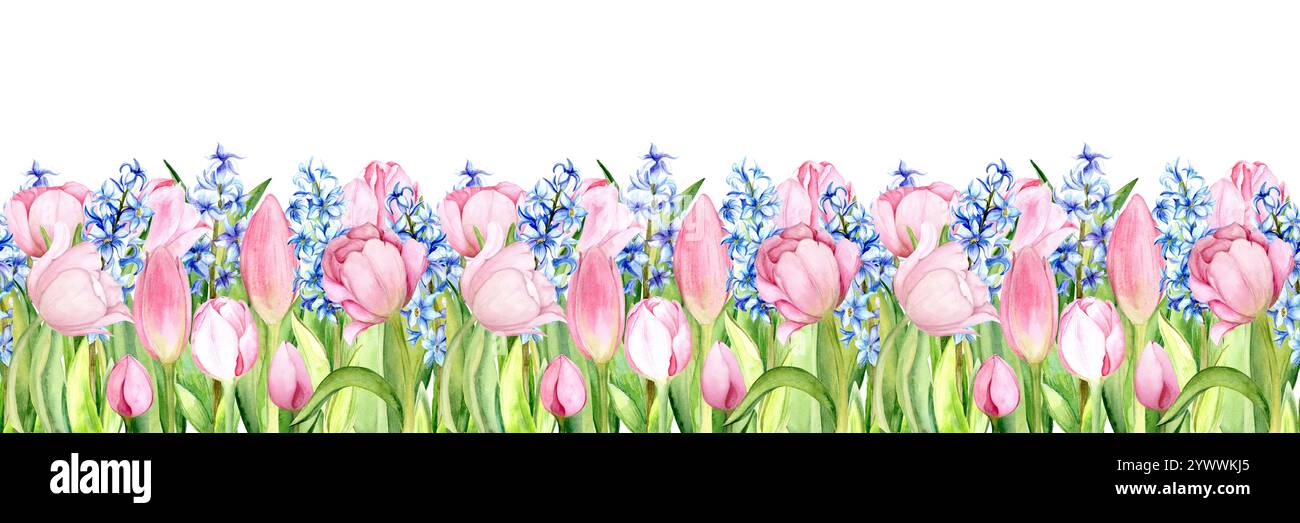 Nahtloser Rand von Tulpen und Hyazinthen auf weißem Hintergrund. Aquarellabbildung ist handgezeichnet. Geeignet für Grußkarten und Textilien, Typografie und Innenarchitektur Stockfoto