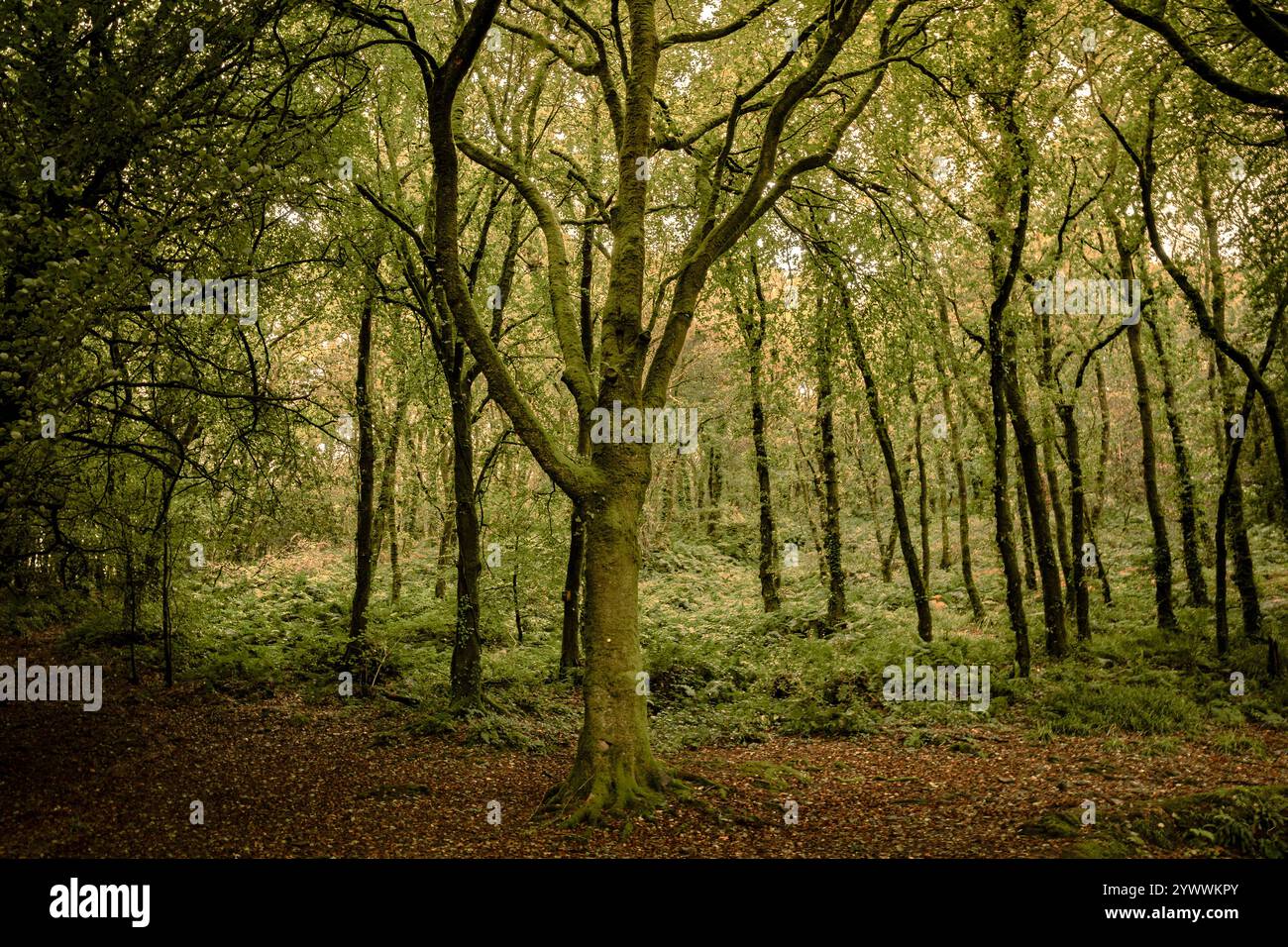 Golitha Falls. Der stimmungsvolle alte Draynes Wood am Bodmin Moor in Cornwall in Großbritannien. Stockfoto