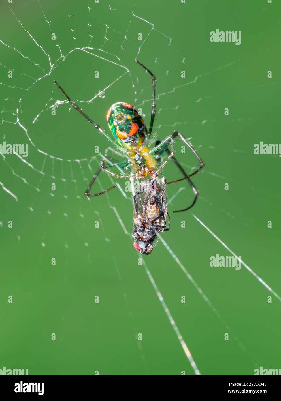 Orchard Orbweaver Spinnen oder Mabel's Orchard Orbweaver (Leucauge argyrobapta) in ihrem Netz, das eine Gefangene Fliege hüllt, Galveston, Texas, USA. Stockfoto