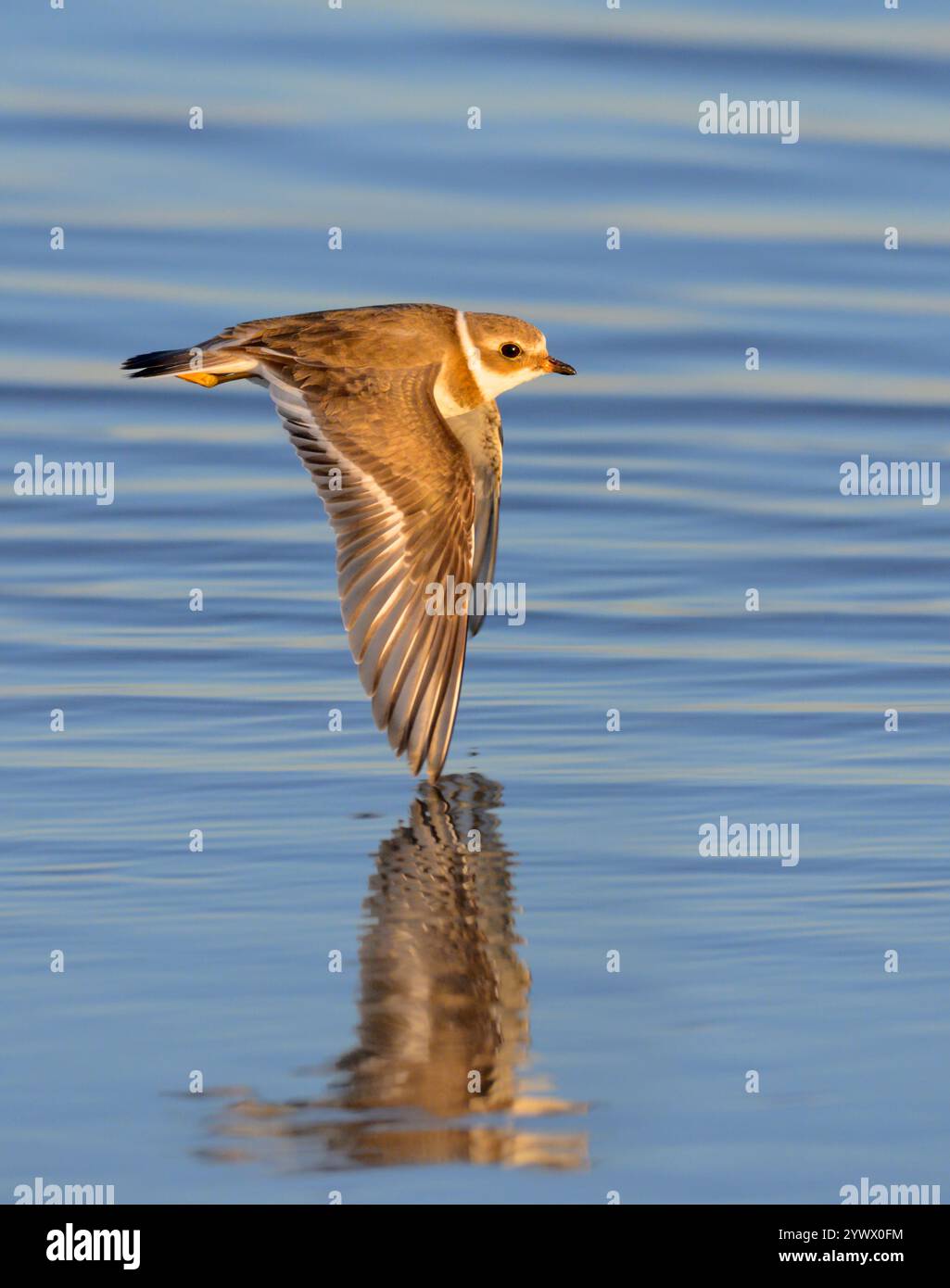 Halbpalmierter Pflug (Charadrius semipalmatus), der am frühen Morgen während der Herbstwanderung über den Ozean fliegt, Galveston, Texas, USA. Stockfoto