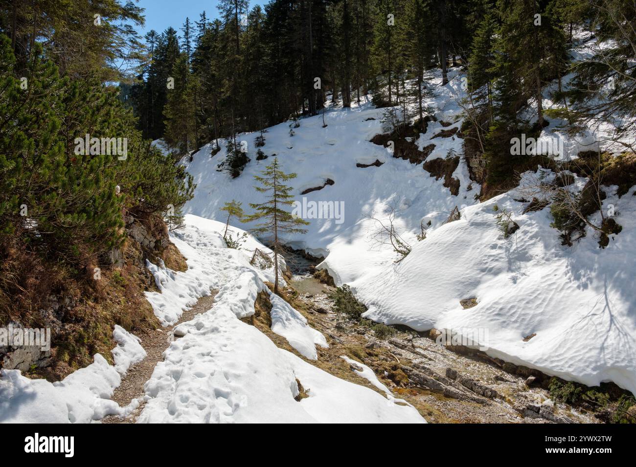 Ein ruhiger Winterwanderweg schlängelt sich durch eine schneebedeckte Landschaft in Garmisch-Partenkirchen, Bayern. Kiefern und ein kleiner Bach runden die See ab Stockfoto