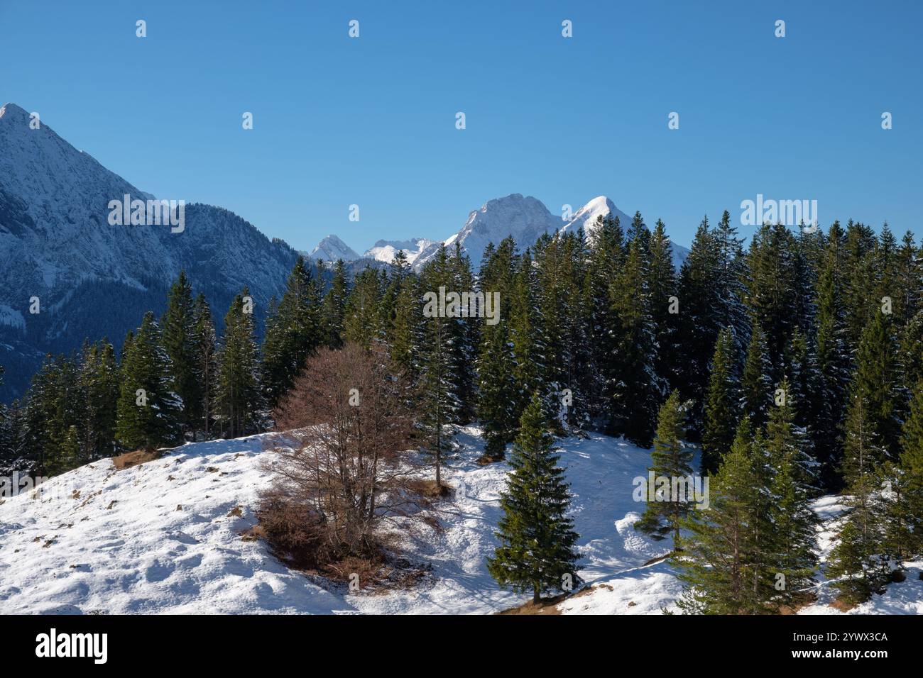 Schnee bedeckt den Boden und die Äste dieser Winterlandschaft in Mittenwald, Bayern. Majestätische Berge erheben sich im Hintergrund unter einem Stockfoto