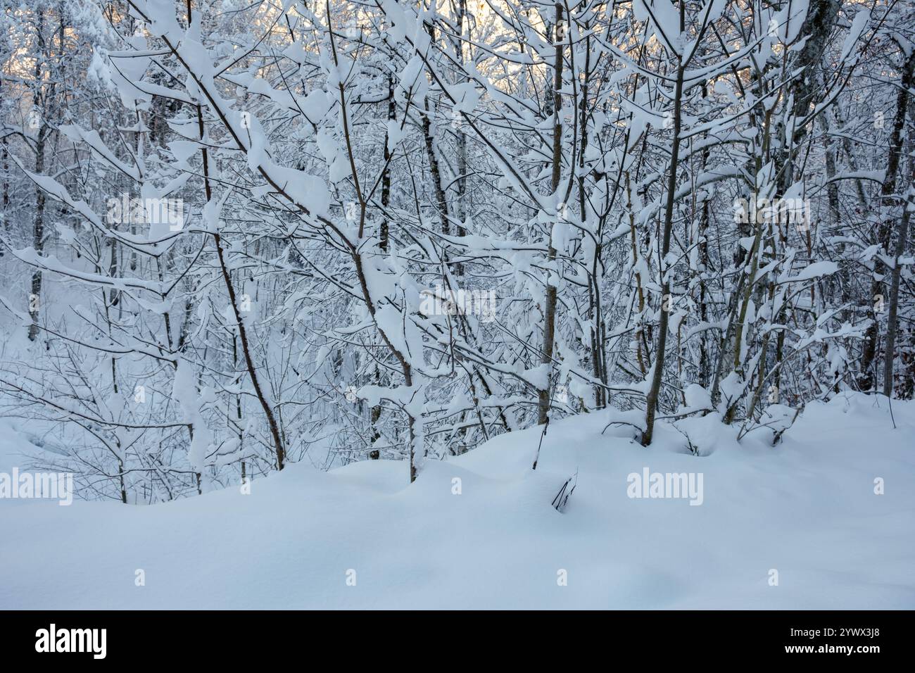 Eine beschauliche Winterlandschaft mit schneebedeckten Bäumen im Tagernsee in Bayern. Die zarten Zweige sind mit Neuschnee bedeckt und schaffen so Stockfoto