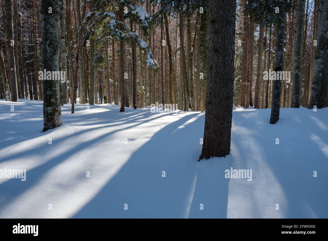 Schnee bedeckt den Boden in einem ruhigen bayerischen Wald, mit hohen Bäumen, die lange Schatten in der Wintersonne werfen. Die ruhige Umgebung lädt zu einem Besuch ein Stockfoto