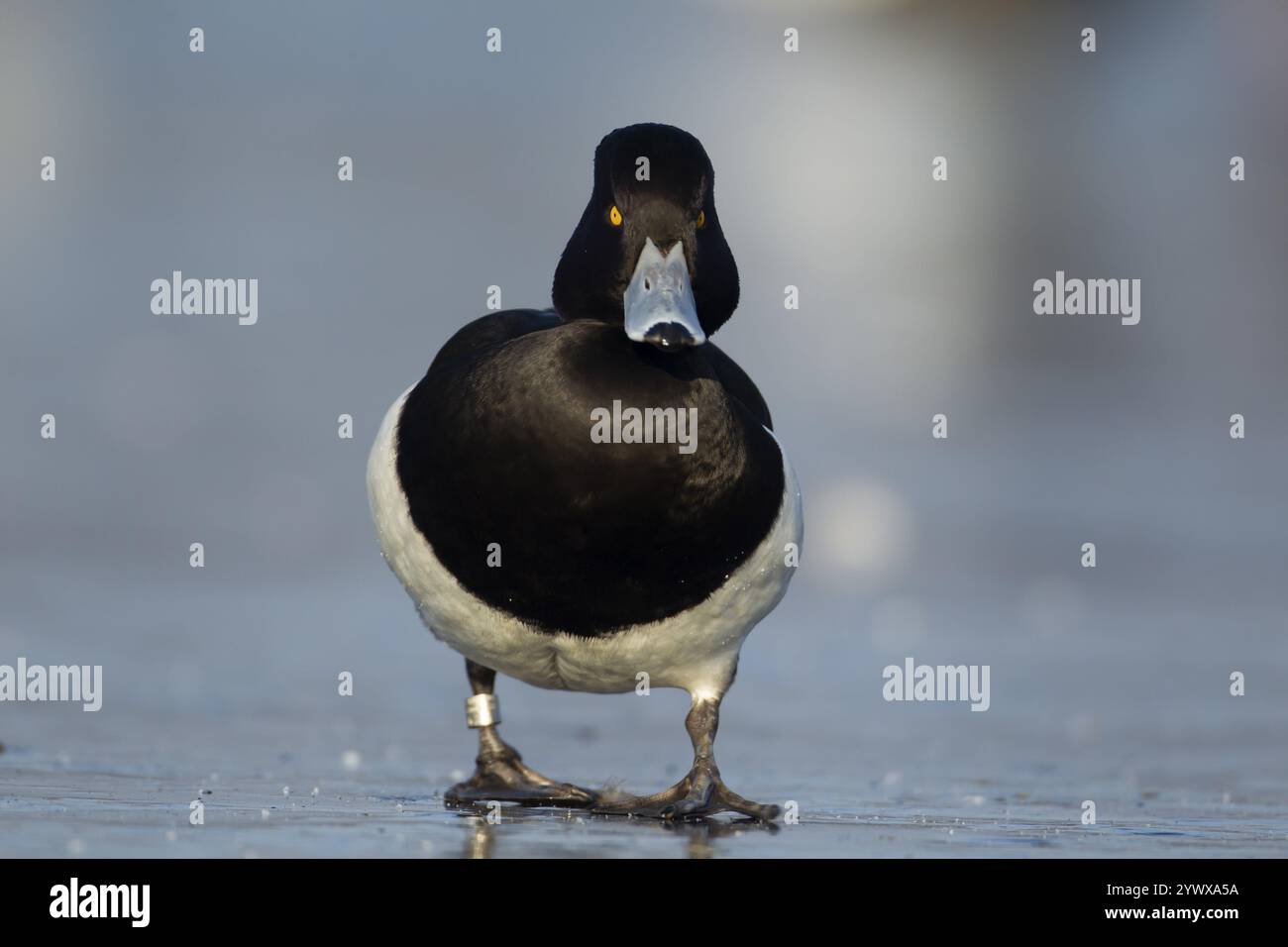 Getuftete Ente (Aythya fuligula) erwachsener männlicher Vogel auf einem gefrorenen Eissee im Winter, England, Vereinigtes Königreich, Europa Stockfoto