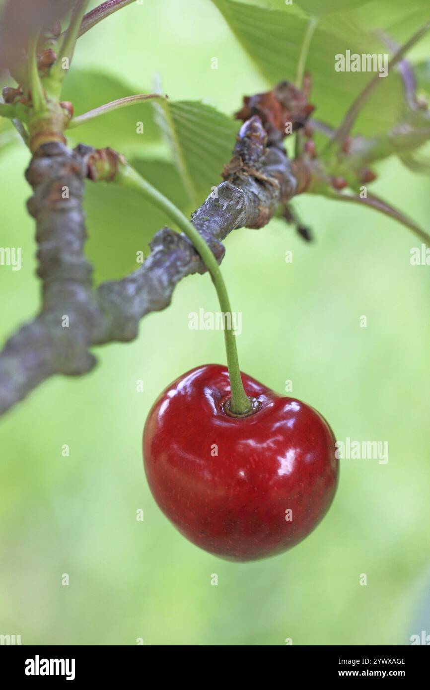 Süße Kirsche der Sorte Schneiders Spaete Knorpelkirsche am Baum, Knorpelkirsche, Frucht, Frucht, Frucht, Kirschbaum Hessen, Bundesrepublik Stockfoto