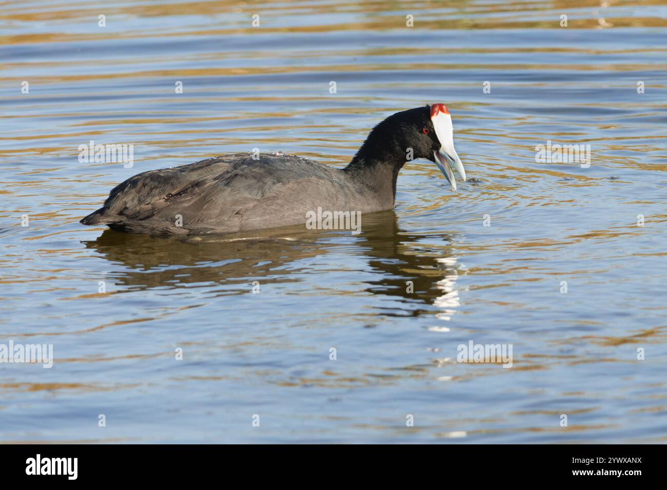 Coot Fulica cristata mit Reflexion im Wasser, El Hondo Naturpark, Elche, Spanien Stockfoto