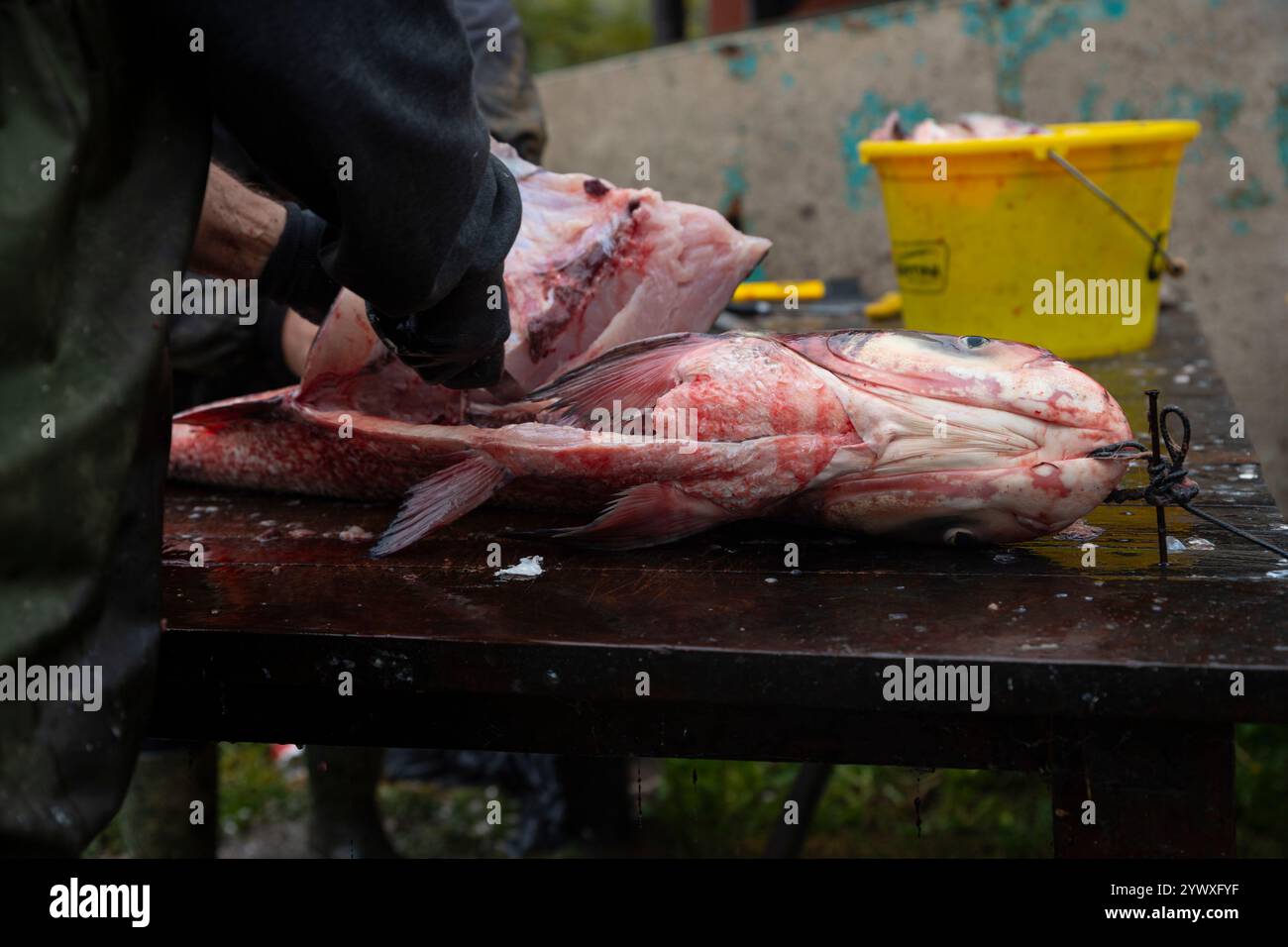 Fischer filetieren Großkopf-Karpfenfische am See. Hypophthalmichthys ist eine Gattung großer Cypriniden Stockfoto