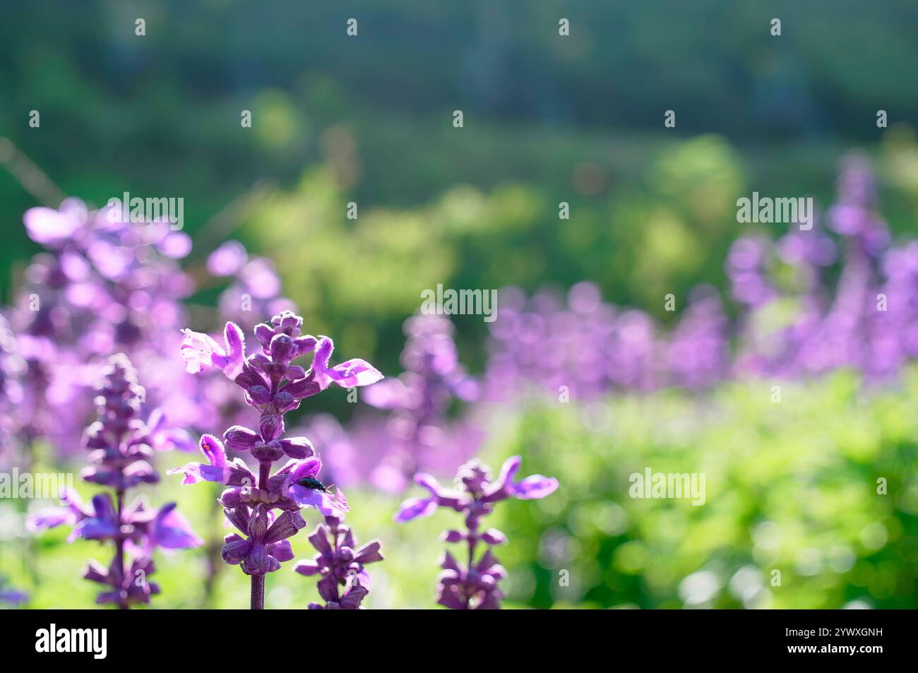 Wunderschönes blühendes Lavendelfeld am Sommertag, Nahaufnahme. Stockfoto